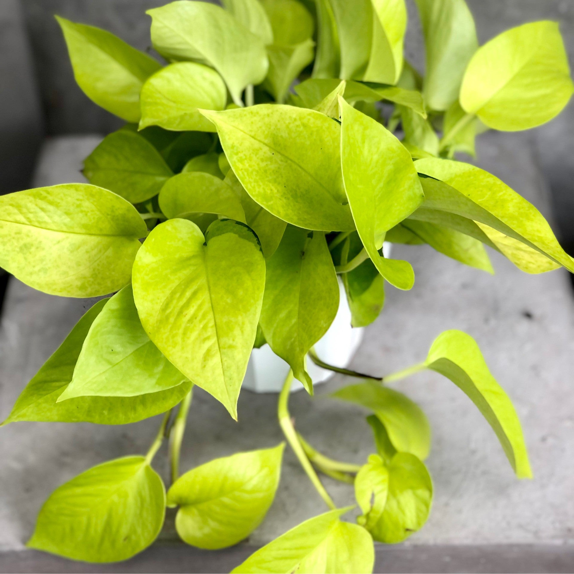 Epipremnum aureum 'Neon' (Neon Pothos)