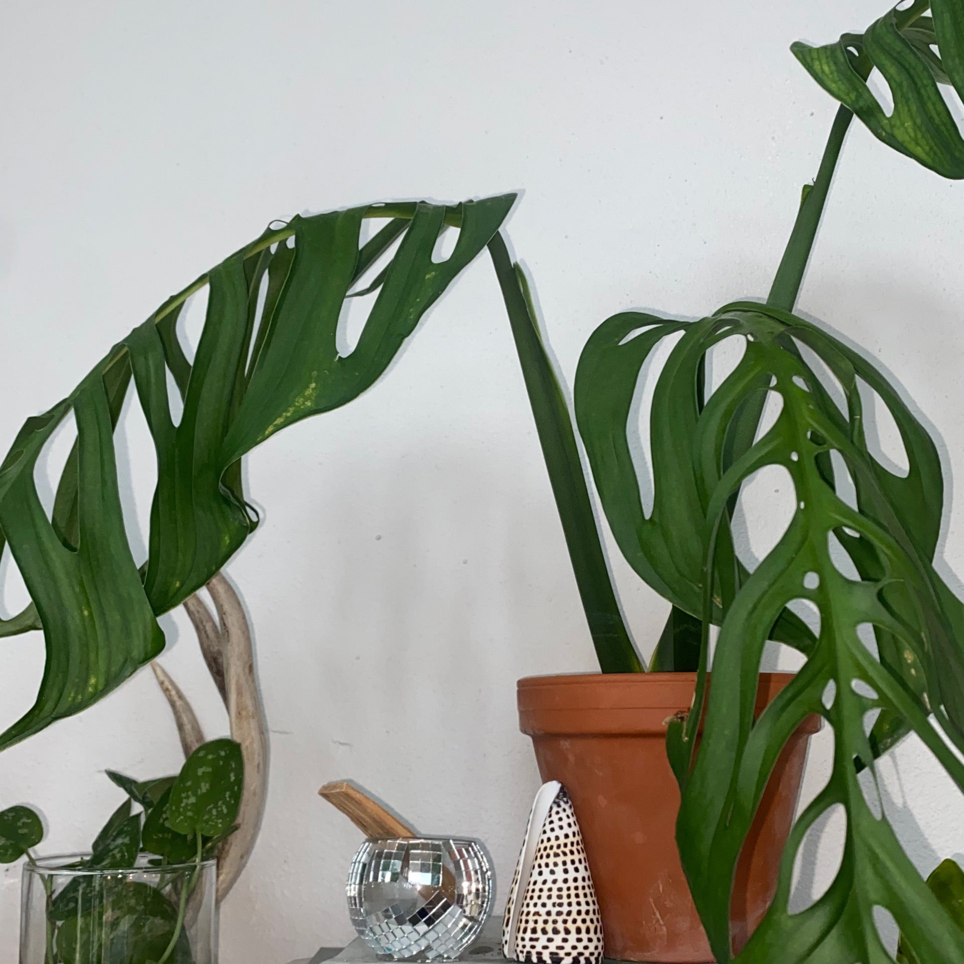モンステラ・ポトス Monstera Deliciousa Skeleton Philodendron monstera esqueletos (Skeleton Monstera) | The Plant