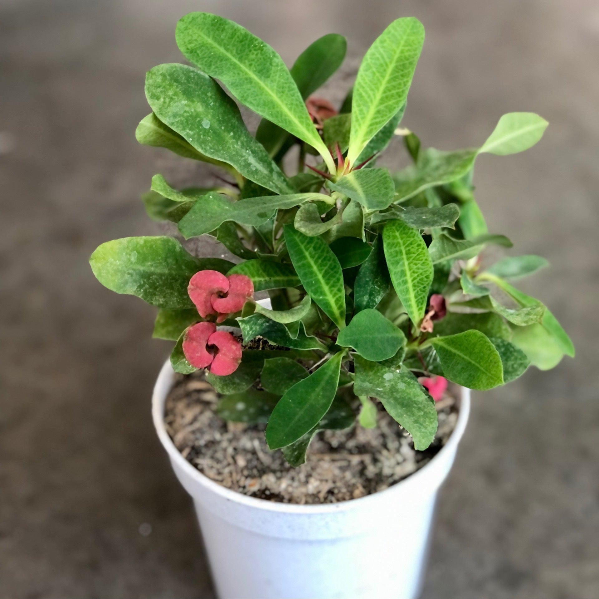 Euphorbia milii (Crown of Thorns) | the Plant Shoppe