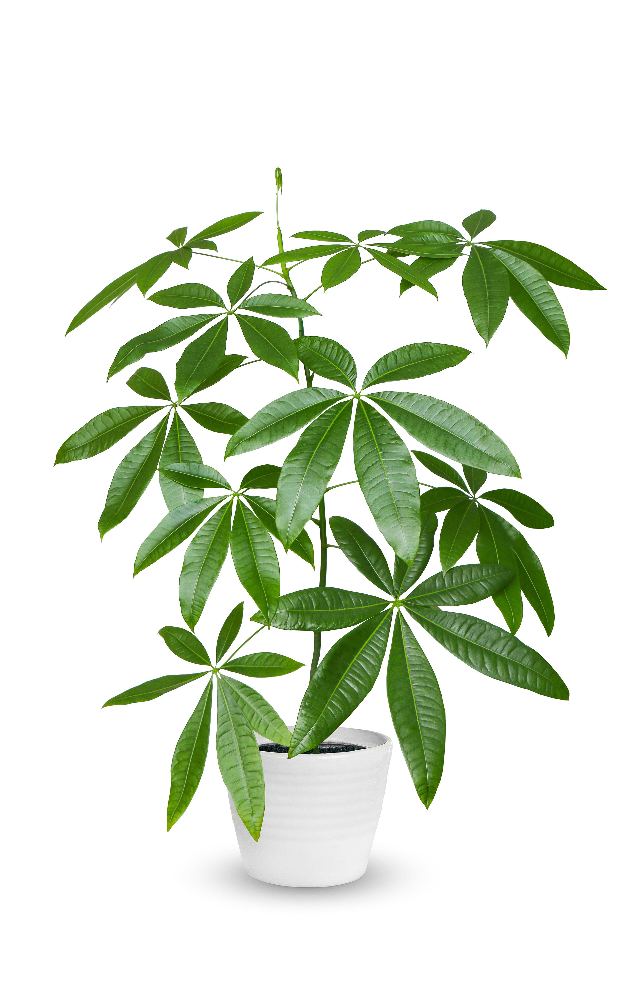 Is pachira aquatica poisonous to dogs new arrivals
