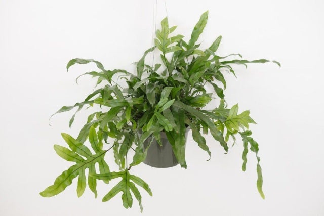 Kangaroo sales paw fern